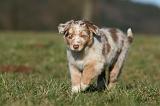 BERGER AUSTRALIEN PUPPIES 757